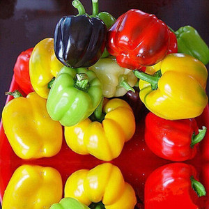 Organic Mixed Sweet Peppers – 1 lb | Burkholder Farm Organic Mixed Sweet Peppers – 1 lb | Burkholder Farm