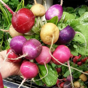 Organic Rainbow Mixed Radishes – 1 Bunch | Local & Fresh Organic Rainbow Mixed Radishes – 1 Bunch | Local & Fresh
