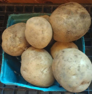 Organic Small White Flesh Potatoes 5 lbs | Farm Fresh PA Organic Small White Flesh Potatoes 5 lbs | Farm Fresh PA