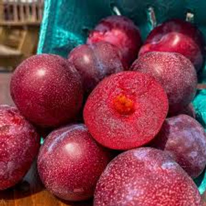 Ruby Queen Plums – 2 lbs | Kauffman’s Orchard | Fresh Local Fruit Ruby Queen Plums – 2 lbs | Kauffman’s Orchard | Fresh Local Fruit