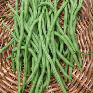 Organic Green Beans from Lancaster Farm Fresh – 2 lbs