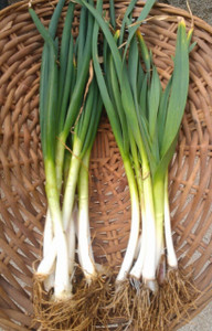 New! Organic  Spring Green Young Onions  1 bunch