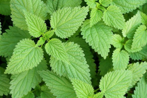 Organic Stinging Nettles – 8 oz