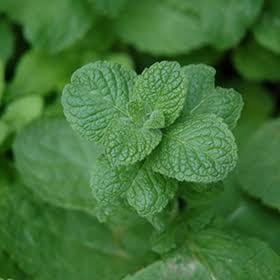 Organic Apple mint from Now Farms Garden.  1 Bunch