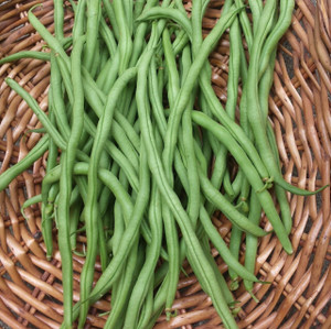 New! Organic Green String Beans – 1 lb | Keith Organic Farm