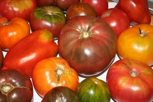 Organic Heirloom Tomatoes – 1 lb | Local PA Grown