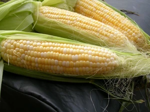 Organic Sweet Corn – Farm Fresh Half Dozen | Bursting with Summer Flavor