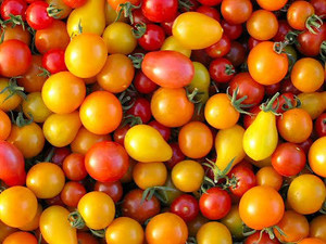 Organic Cherry Tomatoes Multicolored – 1 Pint | Local PA Farm Fresh
