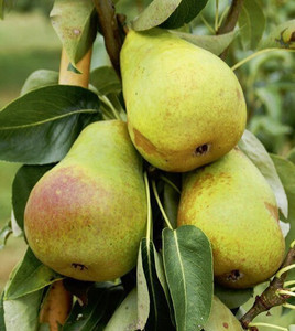 First of the Season! Harrow Delight Pears – 2 lbs | Kauffman's Orchard