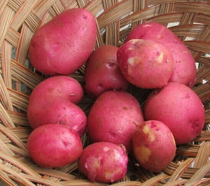 Young Organic Norland Red Potatoes – 2 lbs | Fresh New Season Harvest