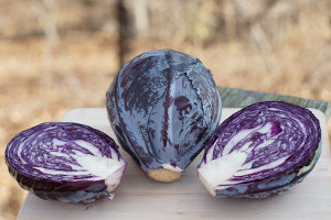 Organic Red Cabbage – 1 Head (2-3 lbs) | Fresh Local PA Farm