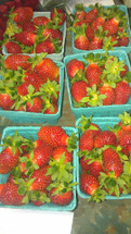 Do you love strawberries as much as we do? Real, organic, local PA strawberries!!!