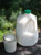 Jersey Cow Milk – Raw, High-Fat, 100% Grass-Fed & Organically Raised