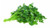 Organic Curled Parsley  1 Bunch