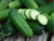 New! Organic Pickling cucumbers from local PA farm  (1 pound)