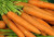 Organic Orange Carrots Lilac Valley 1  pound