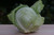 Organic Green Cabbage – 2–3 lb Head | Farm Fresh & Crisp