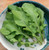 Fresh Organic Arugula – 8oz Bag | Local & Crisp Greens