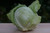 Organic Green Cabbage – Sold per Head | Fresh PA Local