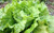 Organic Head Lettuce