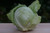Organic Green Cabbage – 2-3 lb each | Lancaster Farm Fresh Coop
