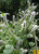 Organic Apple mint from Now Farms Garden.  1 Bunch