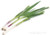 Organic Green Young Garlic – 1 Bunch | Local Amish Farm