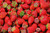 VERY First! Organic Local PA Strawberries – NOT Sprayed! (1 Pint)