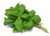 Organic Basil  | Fresh & Fragrant Herbs 1 Bunch