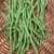 New! Organic Green String Beans – 1 lb | Keith Organic Farm
