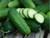 Organic Pickling Cucumbers #2 – 1 lb | Lancaster Farm Fresh Cooperative