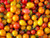 Organic Cherry Tomatoes Multicolored – 1 Pint | Local PA Farm Fresh