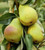 First of the Season! Harrow Delight Pears – 2 lbs | Kauffman's Orchard