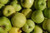 Ginger Gold  Apples from Kauffman's Orchard 2lb