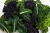 Organic Baby Leaf Kale – Fresh Tender Greens | 8 oz
