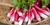 Organic French Breakfast Radishes – Fresh Farm-Grown | 1 Bunch