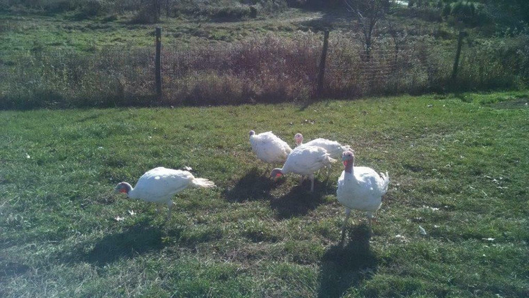 Holiday Special! Pasture Raised, Non-GMO,  Bronze and White Broad-Breasted Turkey