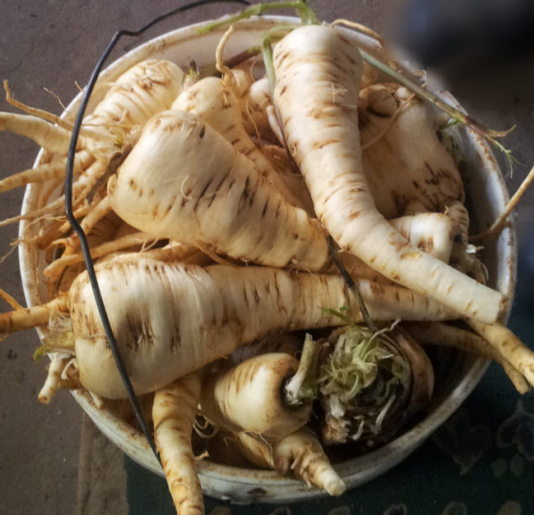 Organic Parsnip from Burkholder's Farm (1 pound)