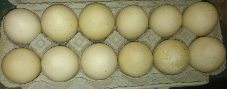 Spring Organic Soy free Duck eggs 1 dozen