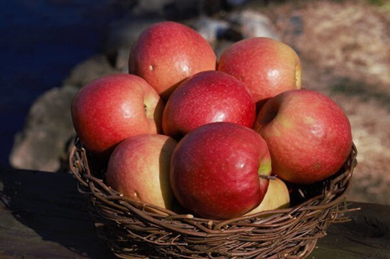 Pink Lady Apples from Kauffman's orchard  (2lb bag)