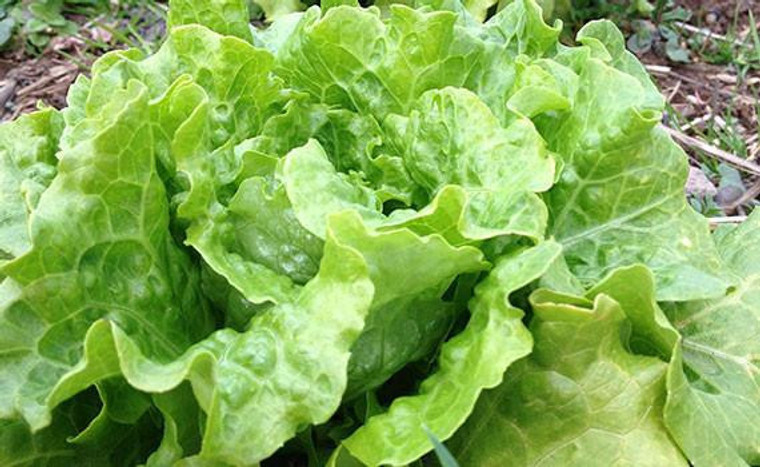 Organic "Nevada" Head Lettuce