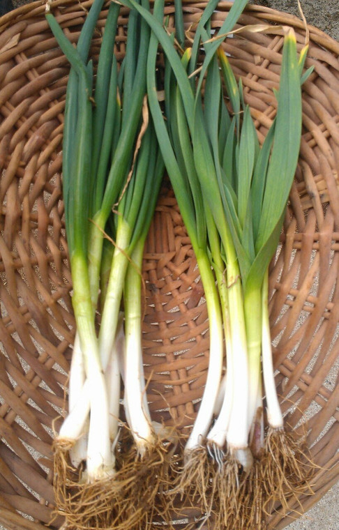 Organic Green Young Spring Onions  1 bunch