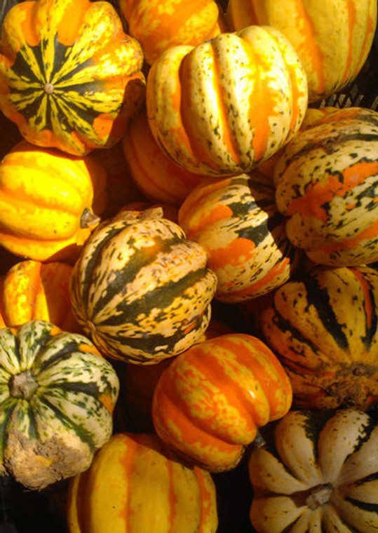 Organic Carnival Squash – Sweet & Colorful | Sold by Each