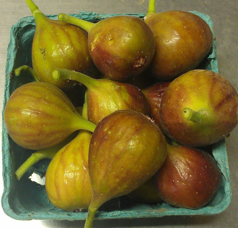 Organic Figs – Fresh, Seasonal, PA Local (½ Pint)