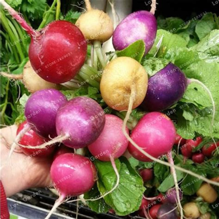 Organic Rainbow Mixed Radishes – 1 Bunch | Local & Fresh
