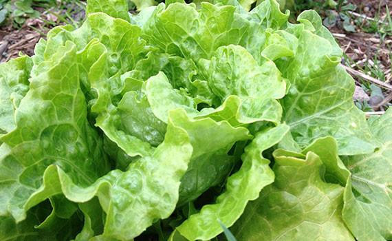 Organic Head Lettuce