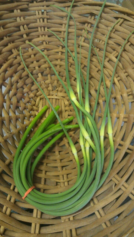 Organic Garlic Scapes from Burkholder Farm – 1 Bunch
