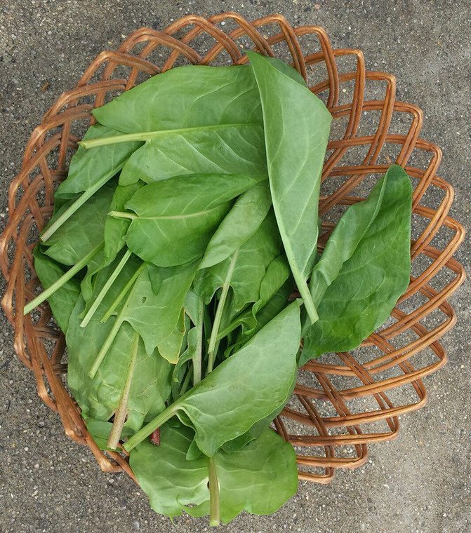 Organic French Baby Sorrel – 1 Bunch
