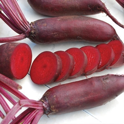 Organic Heirloom Cylindra Red Beets – 1 Bunch | Local PA Farm