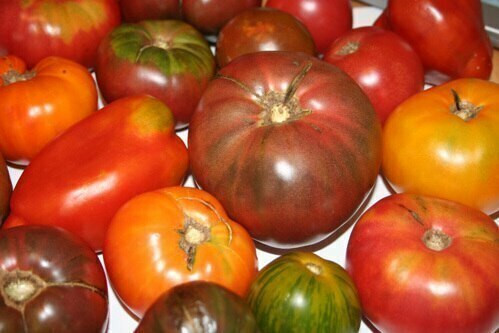 Organic Heirloom Tomatoes – 1 lb | Local PA Grown